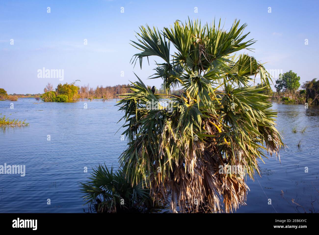 Vue sur les palmiers palmyra à moitié submergés par l'eau de la rivière Palar, Tamil Nadu, Inde. Banque D'Images