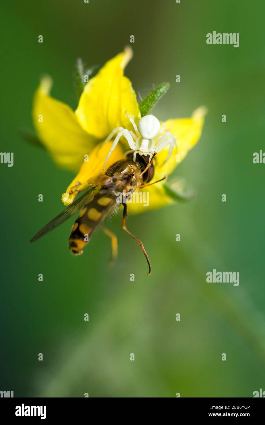 Un aéroglisseur est pris par une araignée de crabe des fleurs (Misumena vatia) sur une fleur de tomate jaune dans un jardin. Banque D'Images
