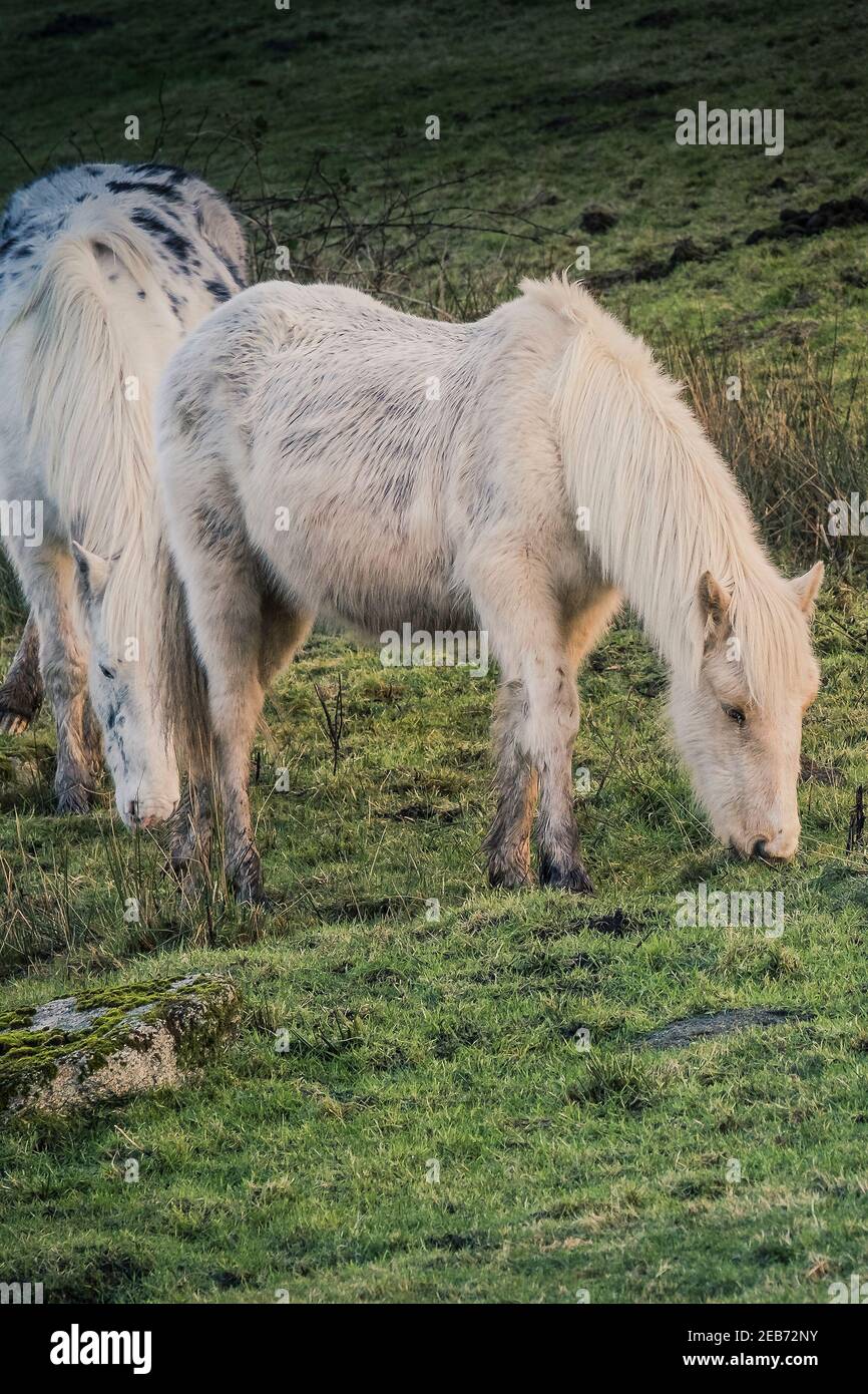 Des étangs bodmin emblématiques qui paissent sur la bodmin Moor dans les Cornouailles. Banque D'Images