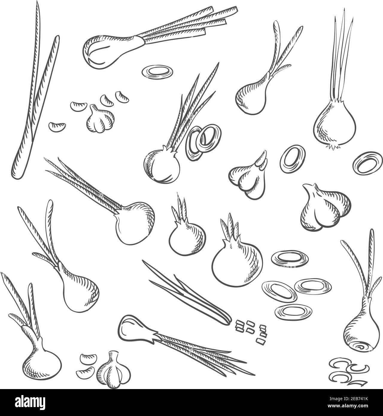 Oignons, ail et légumes à l'ail avec des bulbes d'oignon et d'ail, oignons frais et rondelles d'oignon en tranches Illustration de Vecteur