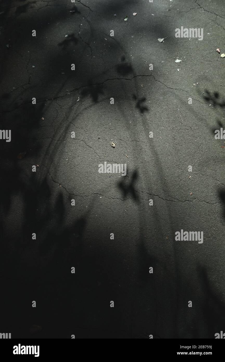 Ombres florales minces sur de l'asphalte fissuré à Broomfield Park, Londres, Royaume-Uni Banque D'Images