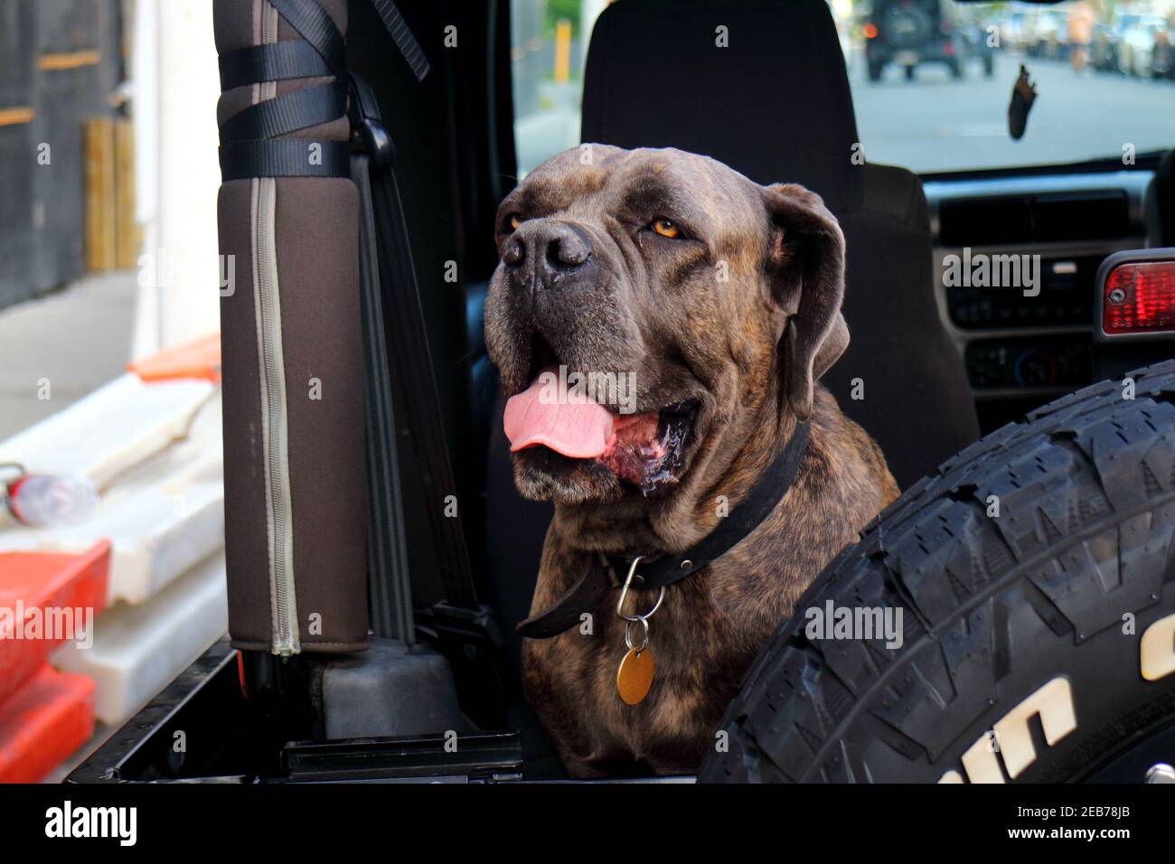 Gros plan d'un chien brun italien Mastiff Cane Corso assis à l'arrière d'une voiture face à l'appareil photo avec contact visuel. Banque D'Images