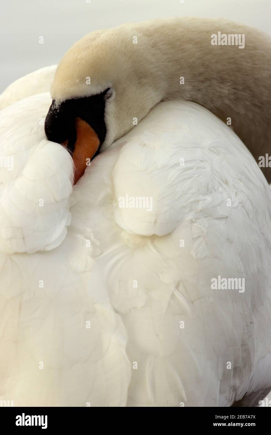 Un CoB Mute Swan dort lors d'une froide journée d'hiver. Protégé par la loi depuis 1387 après J.-C. ces oiseaux d'eau régale sont retrouvés toute l'année sur de nombreuses voies navigables britanniques. Banque D'Images