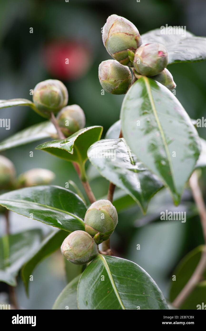 Un Camellia bourgeons. Germe d'une nouvelle vie et plante. Foyer sélectif. Banque D'Images