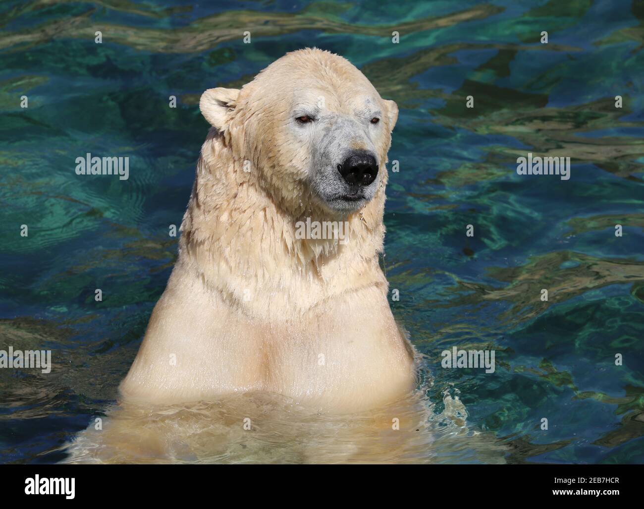 Ours polaire nageant dans l'eau Banque D'Images