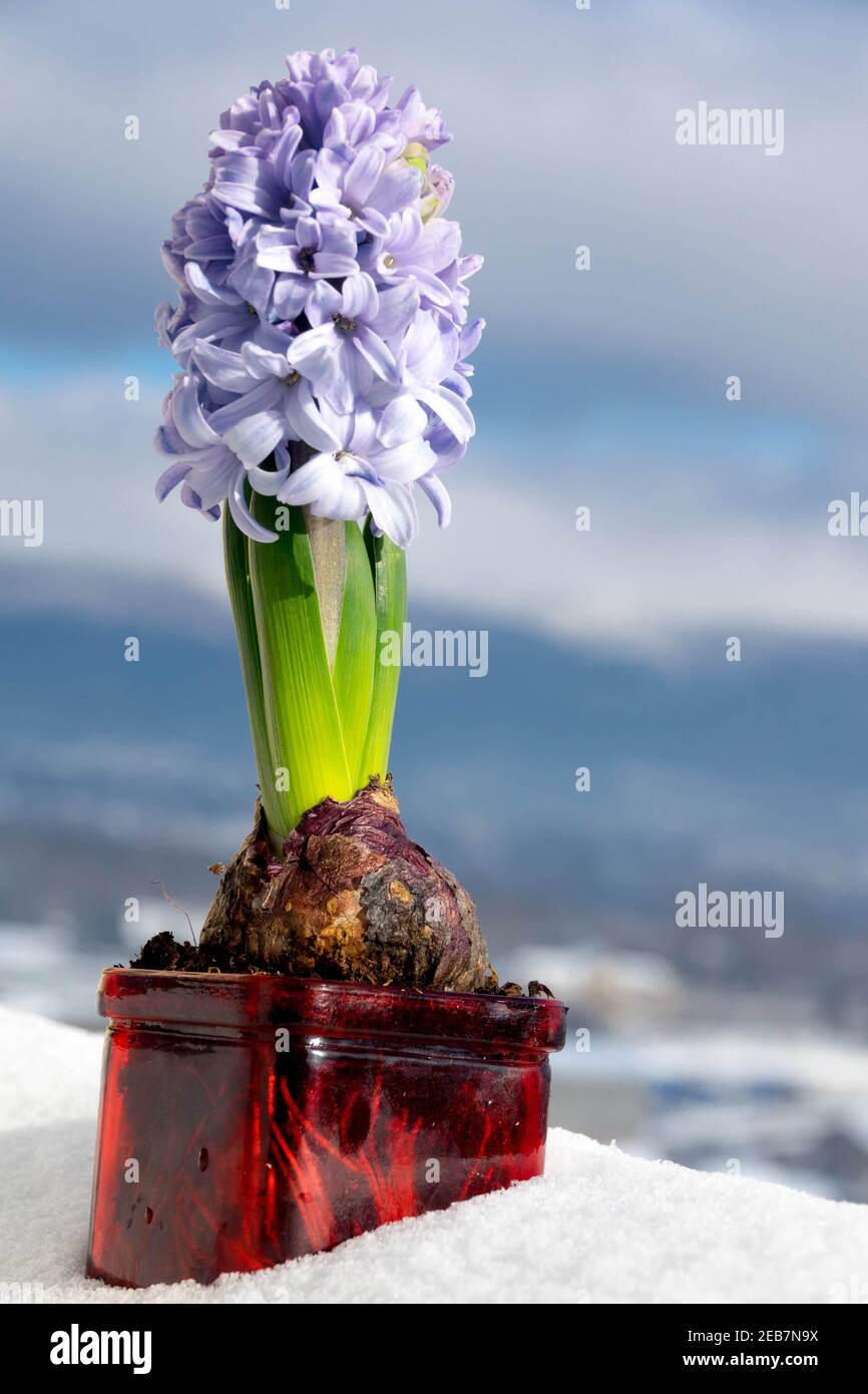 Ampoule en jacinthe de Noël poussant dans une casserole de verre, neige  Photo Stock - Alamy
