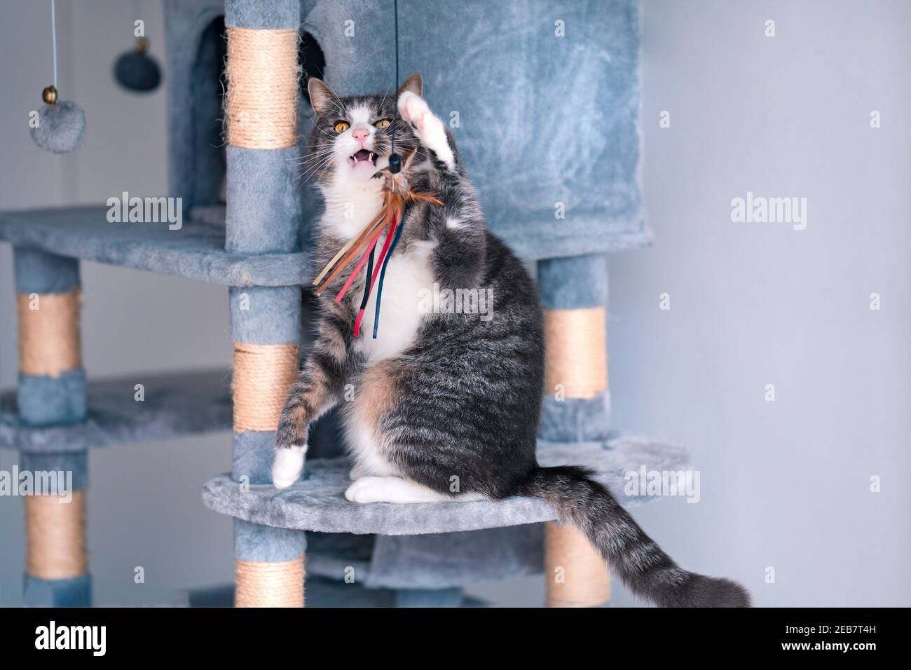 Beau chat rayé assis sur un arbre gris chat, tour ou condo avec des planches à gratter et jouer avec le jouet. Banque D'Images