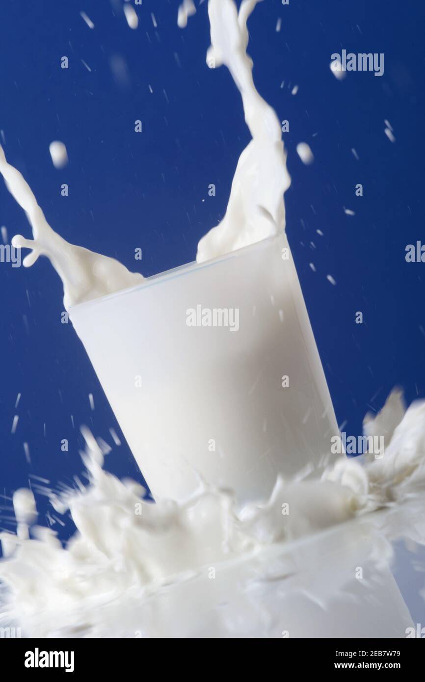 Le lait crémeux éclaboussé dans un verre et débordant sur la table. Photo sur fond bleu Banque D'Images