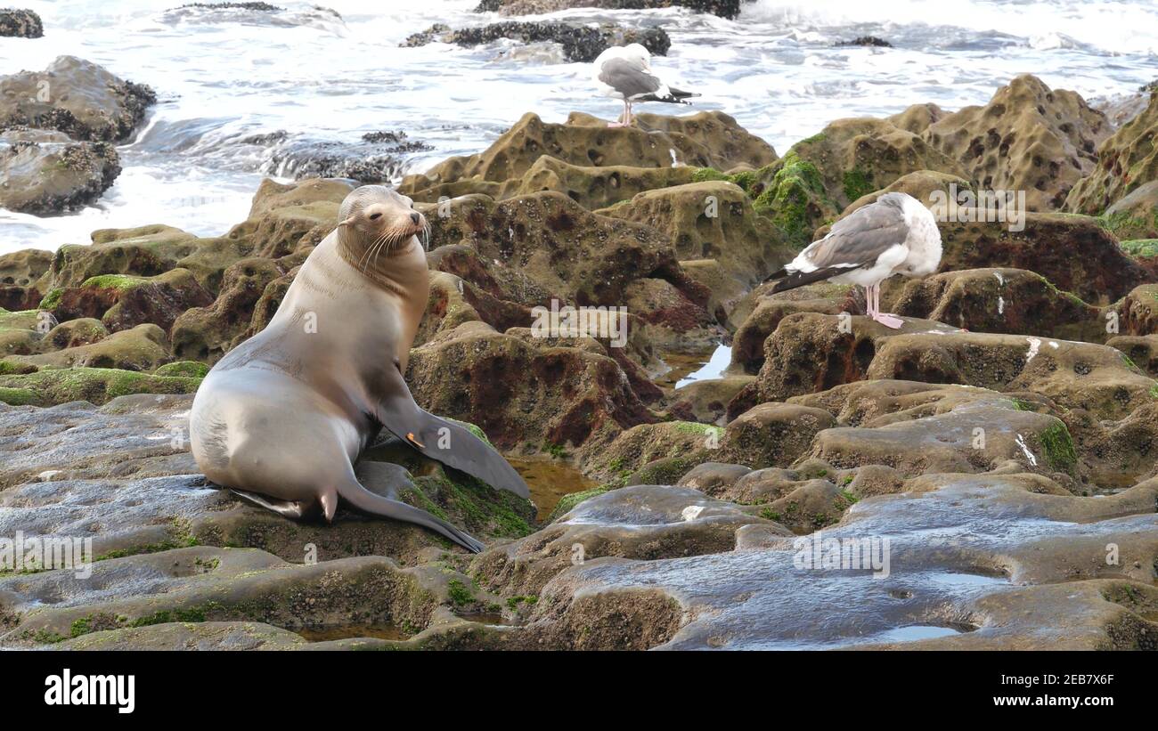 Lion De Mer Sur Le Rocher De La Jolla Phoque Sauvage Eleve Reposant Pres De L Ocean Pacifique Sur La Pierre Drole De Faune Et De Flore Se Lassant Sur La Plage Mam