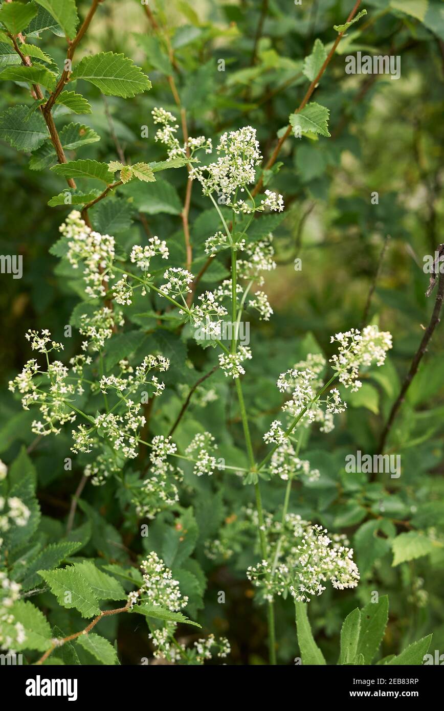 Fleurs blanches Galium mollugo Banque D'Images