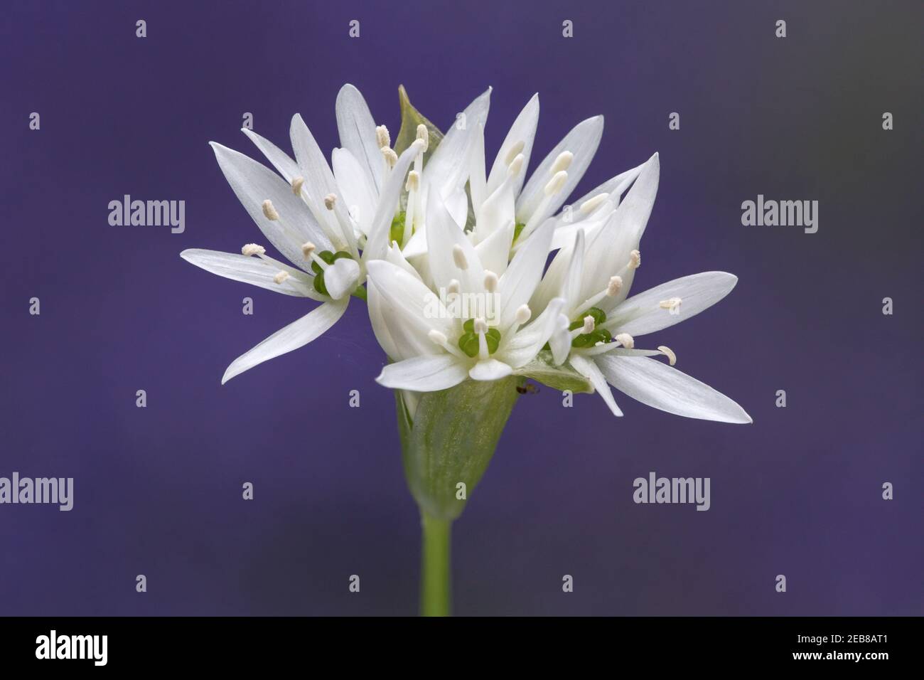 L'oignon sauvage - Ramsons en fleur Banque D'Images