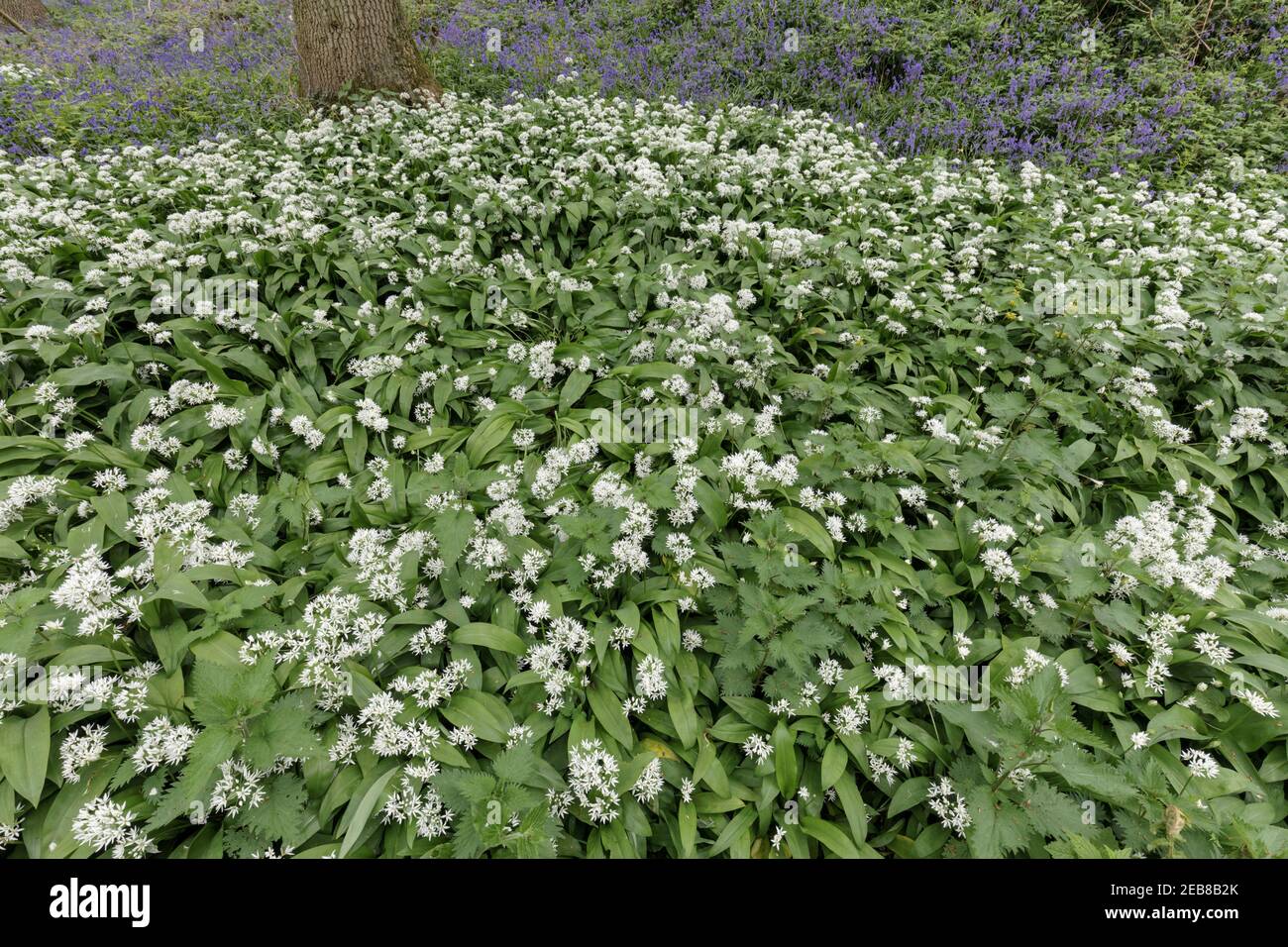 L'oignon sauvage - Ramsons en fleur Banque D'Images