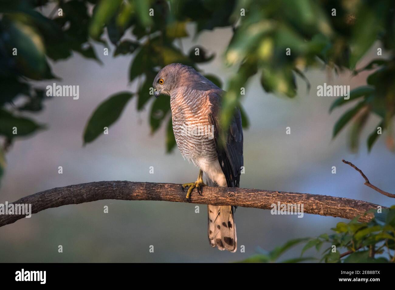 Shikra oiseau assis sur une branche d'arbre Banque D'Images