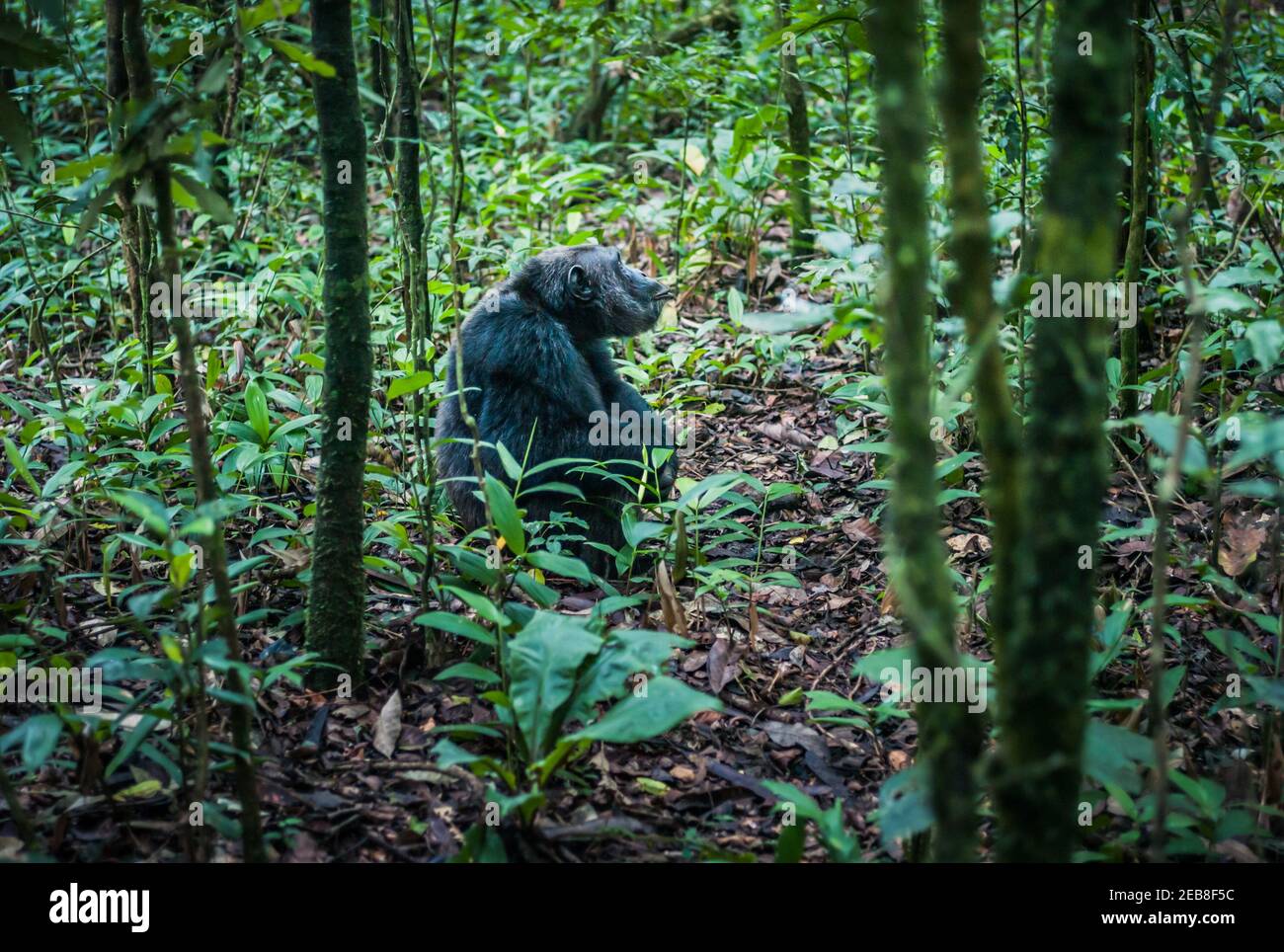 Chimpanzee assis sur le terrain dans la Jungle dans le parc national de Kibale, Ouganda, Afrique de l'est Banque D'Images