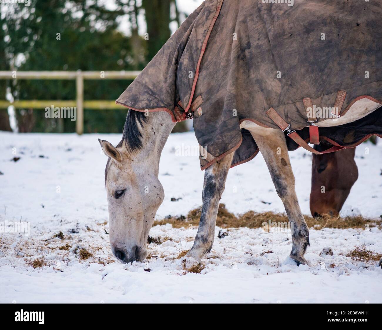 East Lothian, Écosse, Royaume-Uni, 12 février 2021. Météo au Royaume-Uni: Les chevaux se broutent dans la neige d'hiver avec peu de choses à trouver à manger sauf le foin laissé par leur propriétaire Banque D'Images