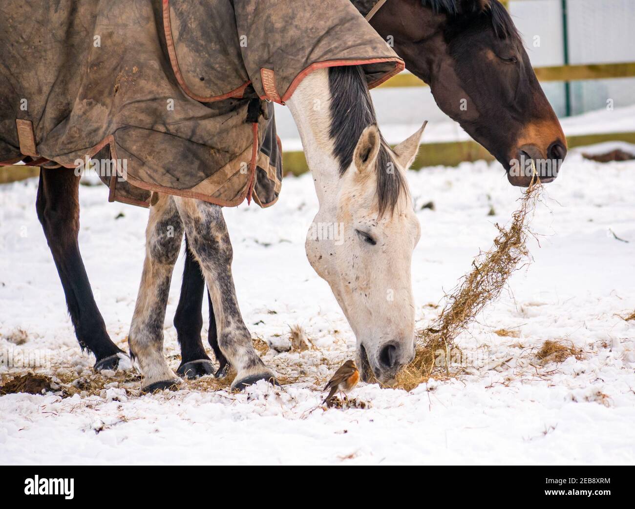 East Lothian, Écosse, Royaume-Uni, 12 février 2021. Météo au Royaume-Uni: Les chevaux se battent dans la neige d'hiver tandis qu'un oiseau de redwing (Turdus iliacus), un visiteur d'hiver dans ce pays, houblon autour en danger d'être trodden par des sabots espérant trouver quelque chose à manger Banque D'Images