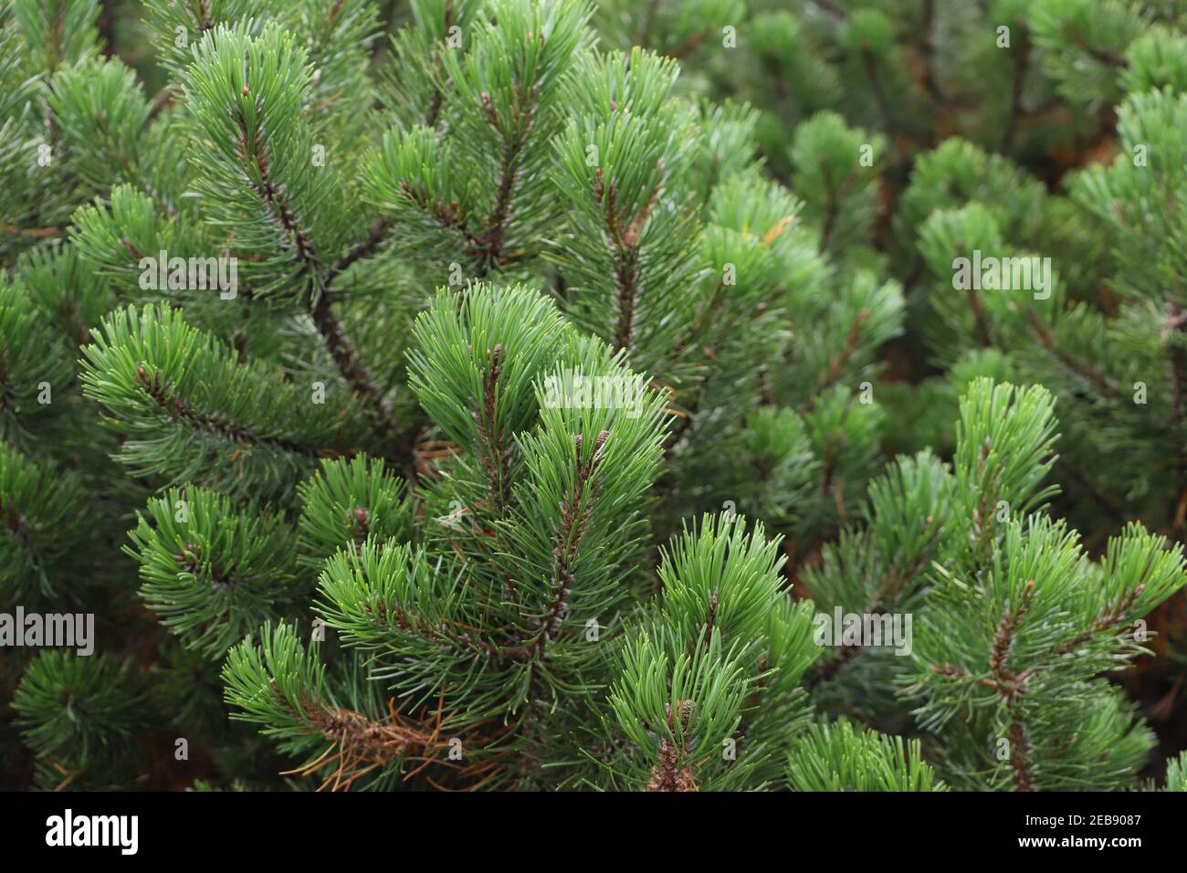 Pins de montagne. Branches de pin vert Banque D'Images