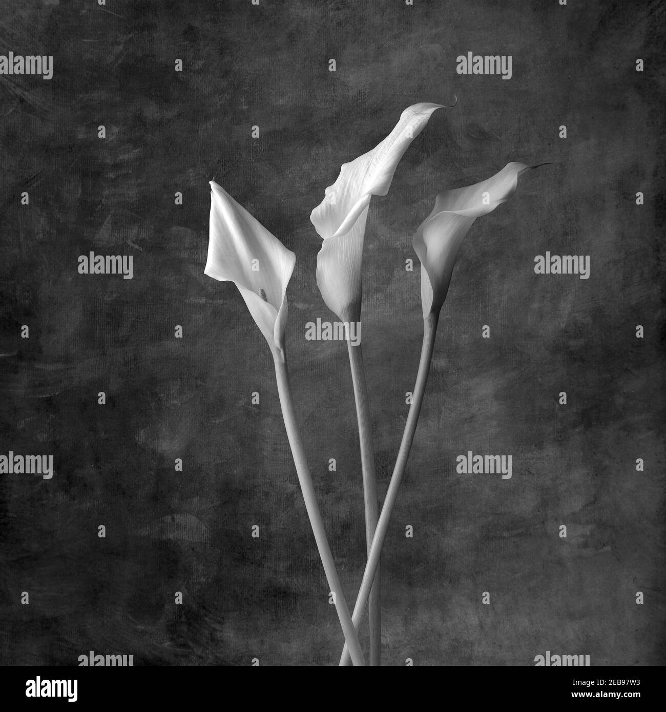 Lilas cally Banque D'Images