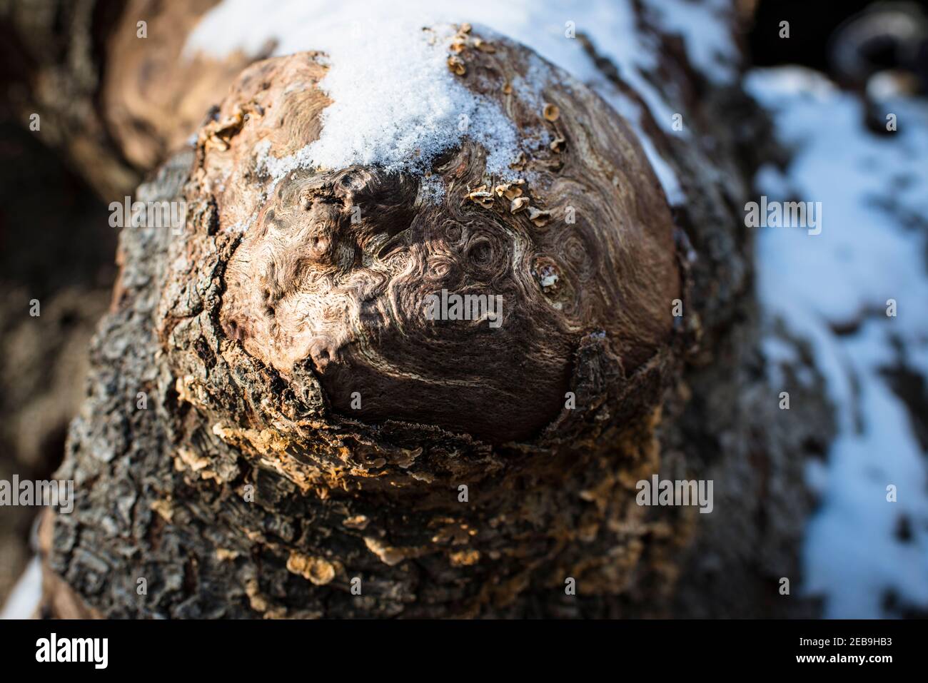 Repérez l'illusion d'un visage, le visage pareidolia. Gros plan des motifs d'un nœud exposé sur un tronc d'arbre mort, dans la neige d'hiver, Burnham Beeches, Burham, Royaume-Uni Banque D'Images