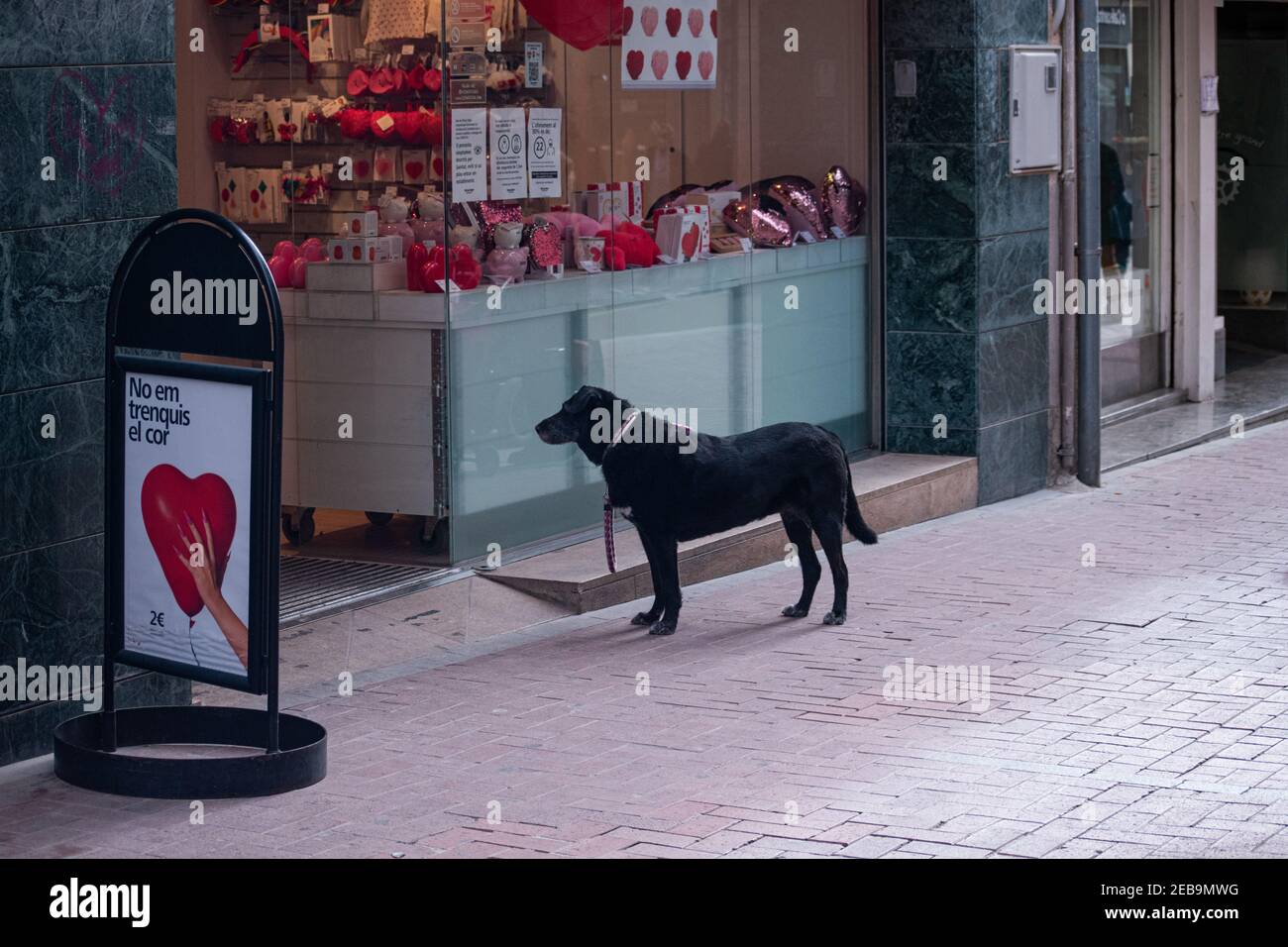 Moments d'une photo de rue d'un chien près des magasins de magasin Banque D'Images