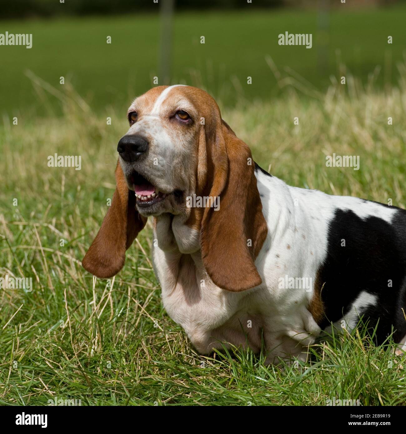 Basset Hound Dog Banque D'Images