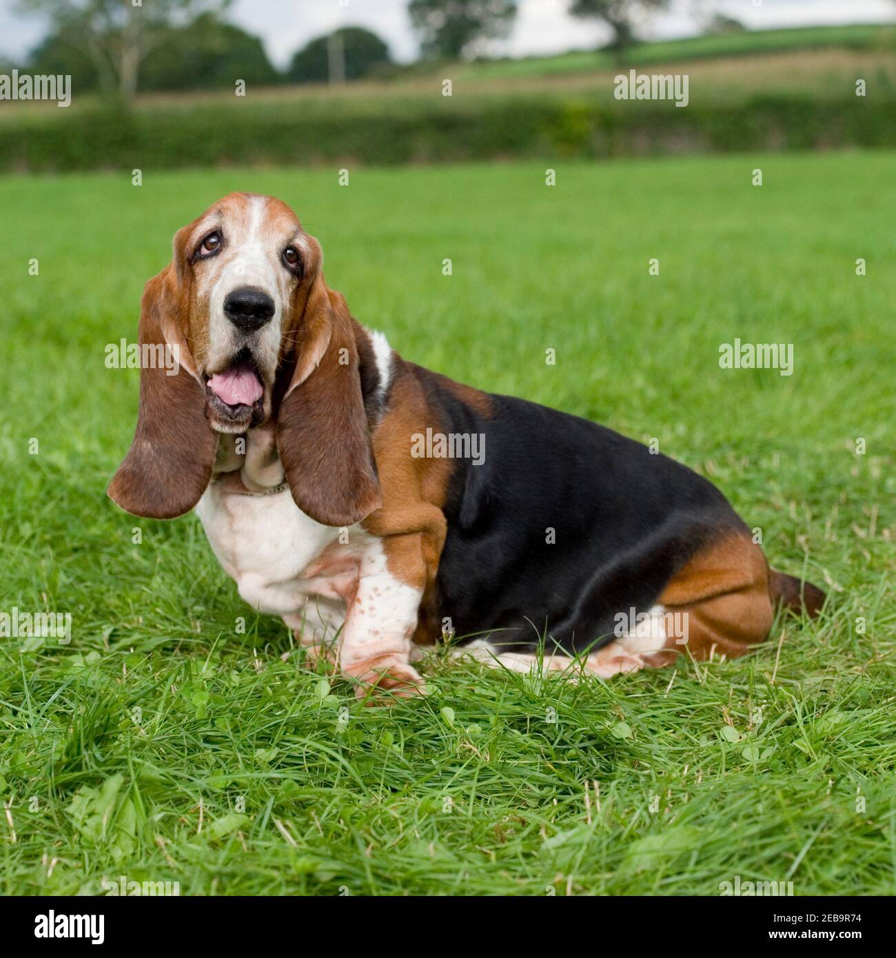 Basset Hound Dog Banque D'Images