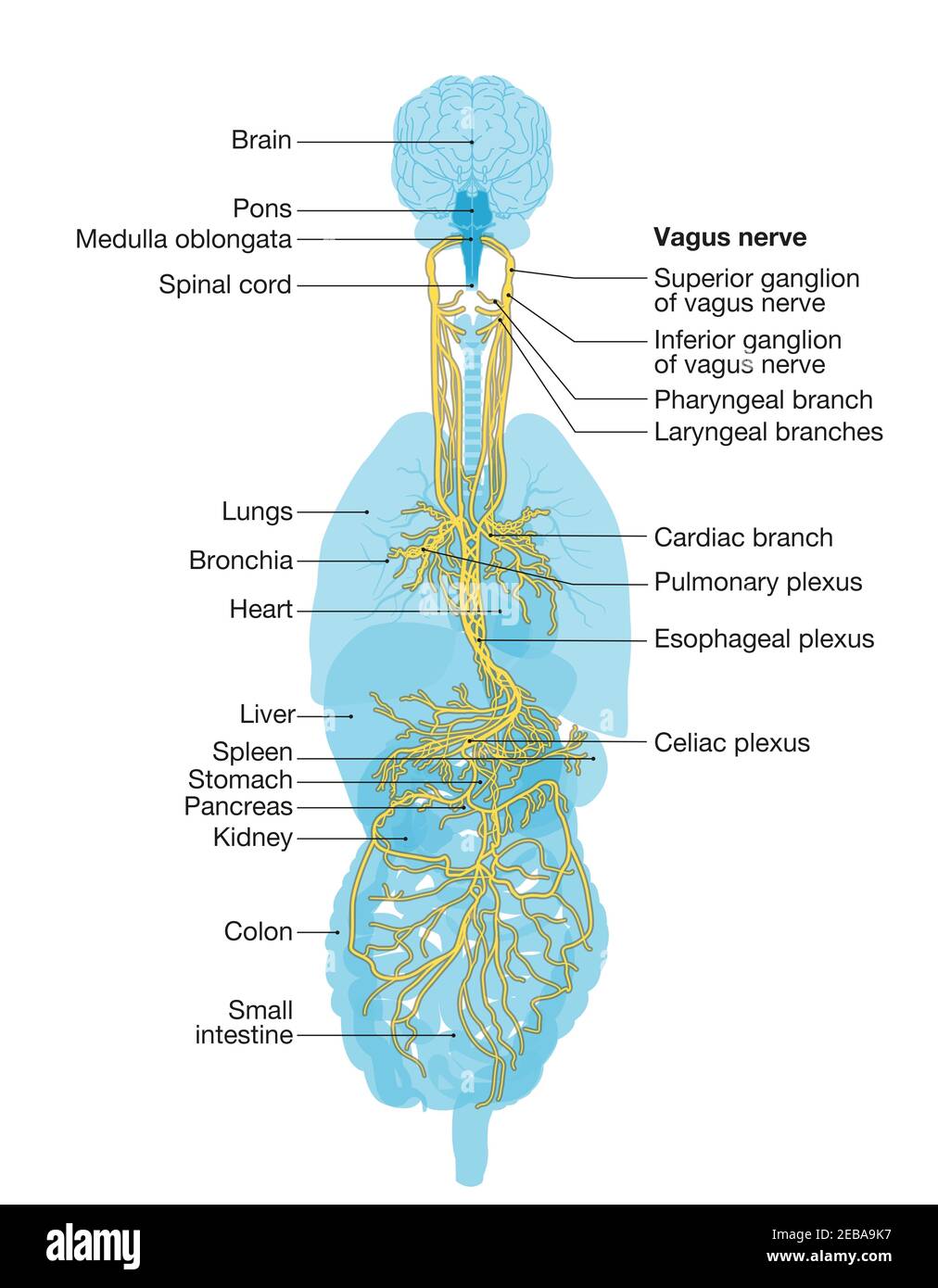 Illustration montrant le cerveau et le nerf vague (Dixième nerf crânien ou CN X) avec des organes humains Banque D'Images
