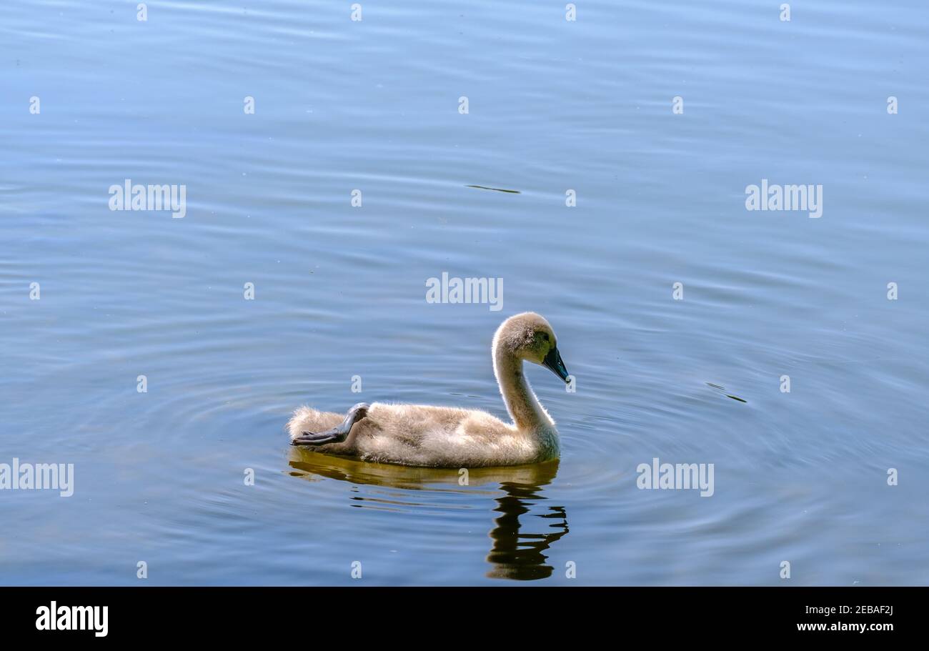 Un cygne juvénile muet nage sur le lac Batchworth, réserve naturelle de Rickmansworth Aquadrome Hertfordshire, Angleterre. Banque D'Images
