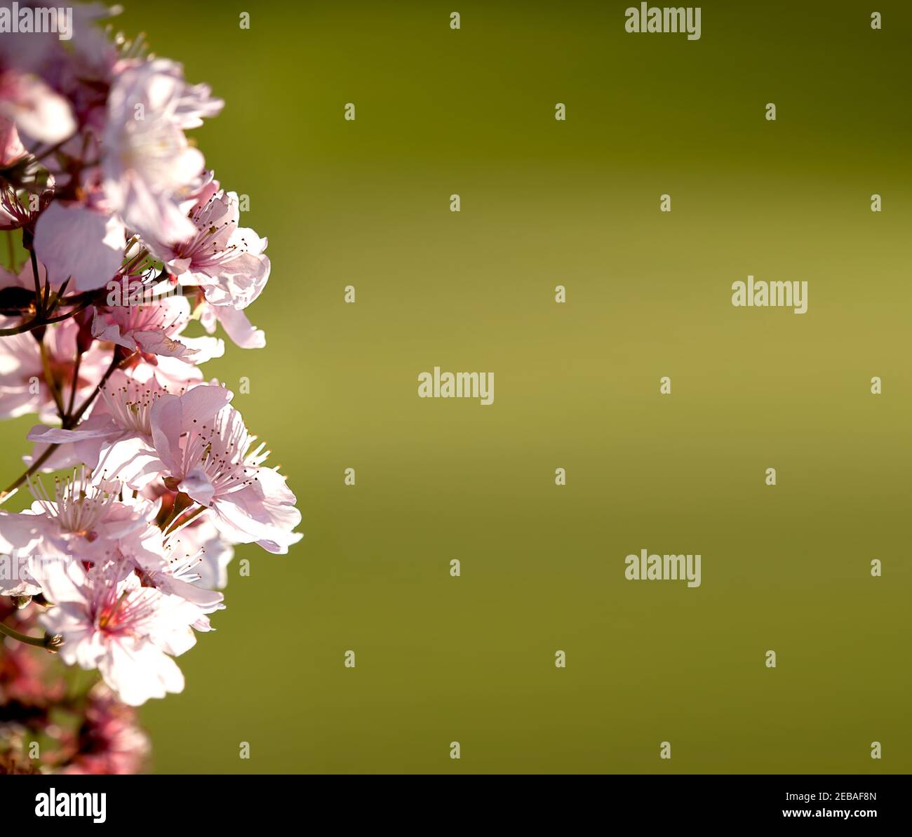 Le fond des branches de fleur de cerisier avec des pétales de chute dessinés Banque D'Images