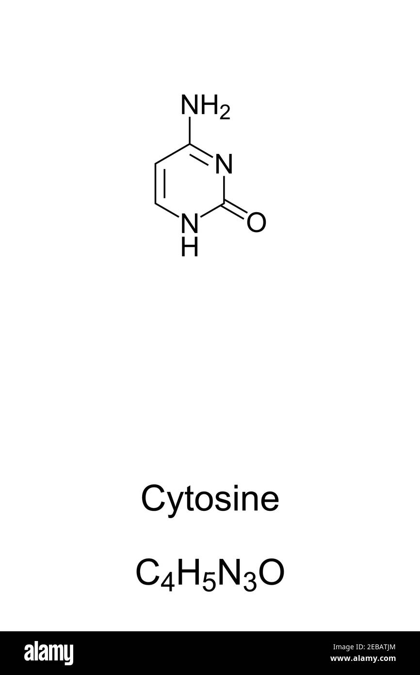 Cytosine, C, Cyt, formule chimique et structure squelettique. Nucléobase et dérivé pyrimidine, un des 4 dans l'acide nucléique de l'ADN et de l'ARN. Banque D'Images
