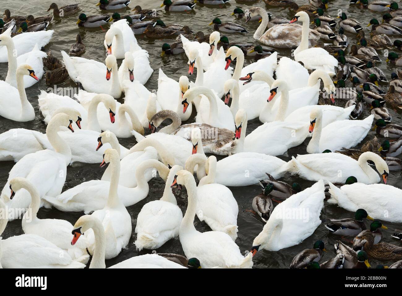 Dans la rivière Nemunas, la Lituanie possède la plus grande colonie d'oiseaux aquatiques hivernant, de cygnes, de canards et d'autres oiseaux aquatiques. Banque D'Images
