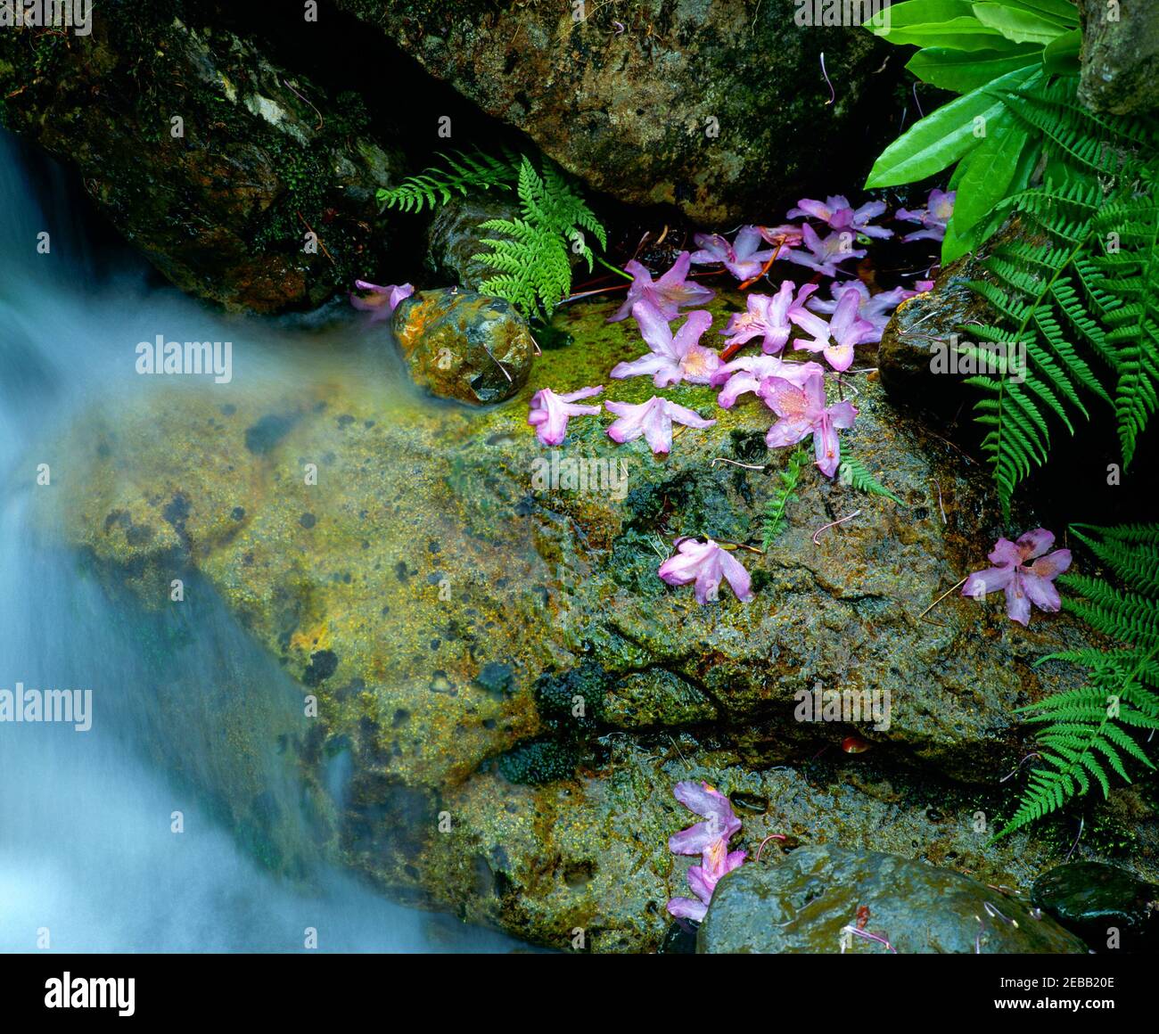 rocky, ruisseau, avec pétales de rhododendron, Banque D'Images