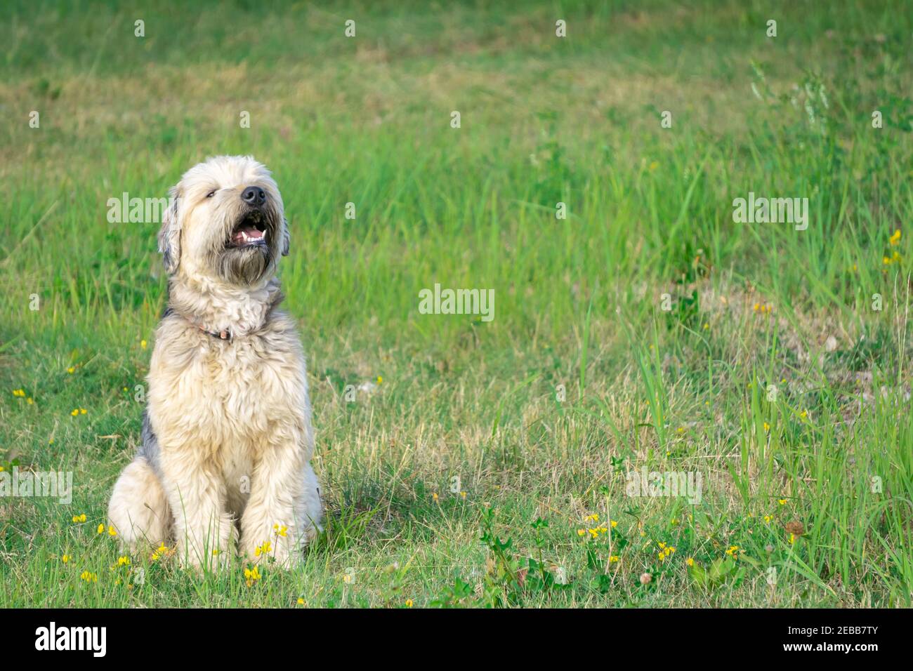Wheaten Terrier à revêtement doux a ouvert la bouche sur l'herbe verte avec des fleurs jaunes prairie en été. Copier l'espace. Banque D'Images