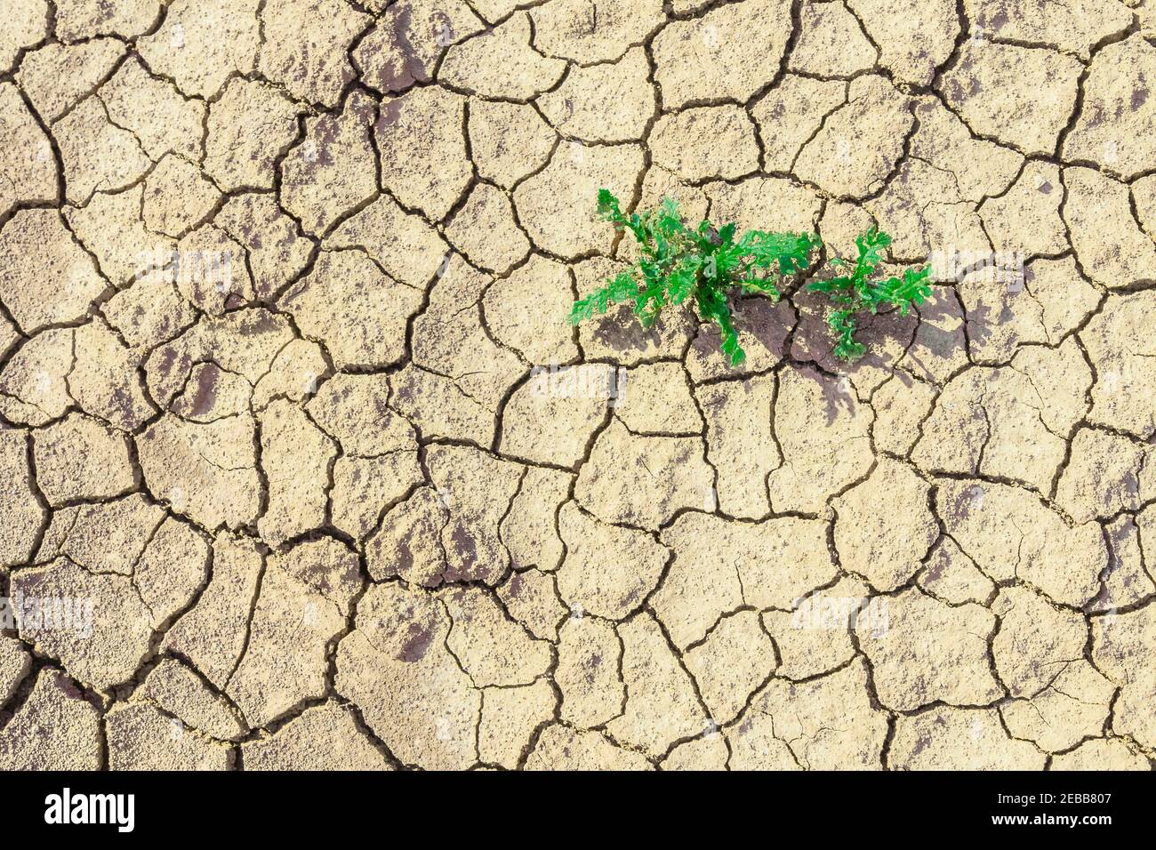 Plantes vertes poussant dans des terres desolées séchées. Les plantes poussent dans des zones sèches. Désoler la terre avec peu d'herbe d'en haut. Plante sur la texture du su sec fissuré Banque D'Images