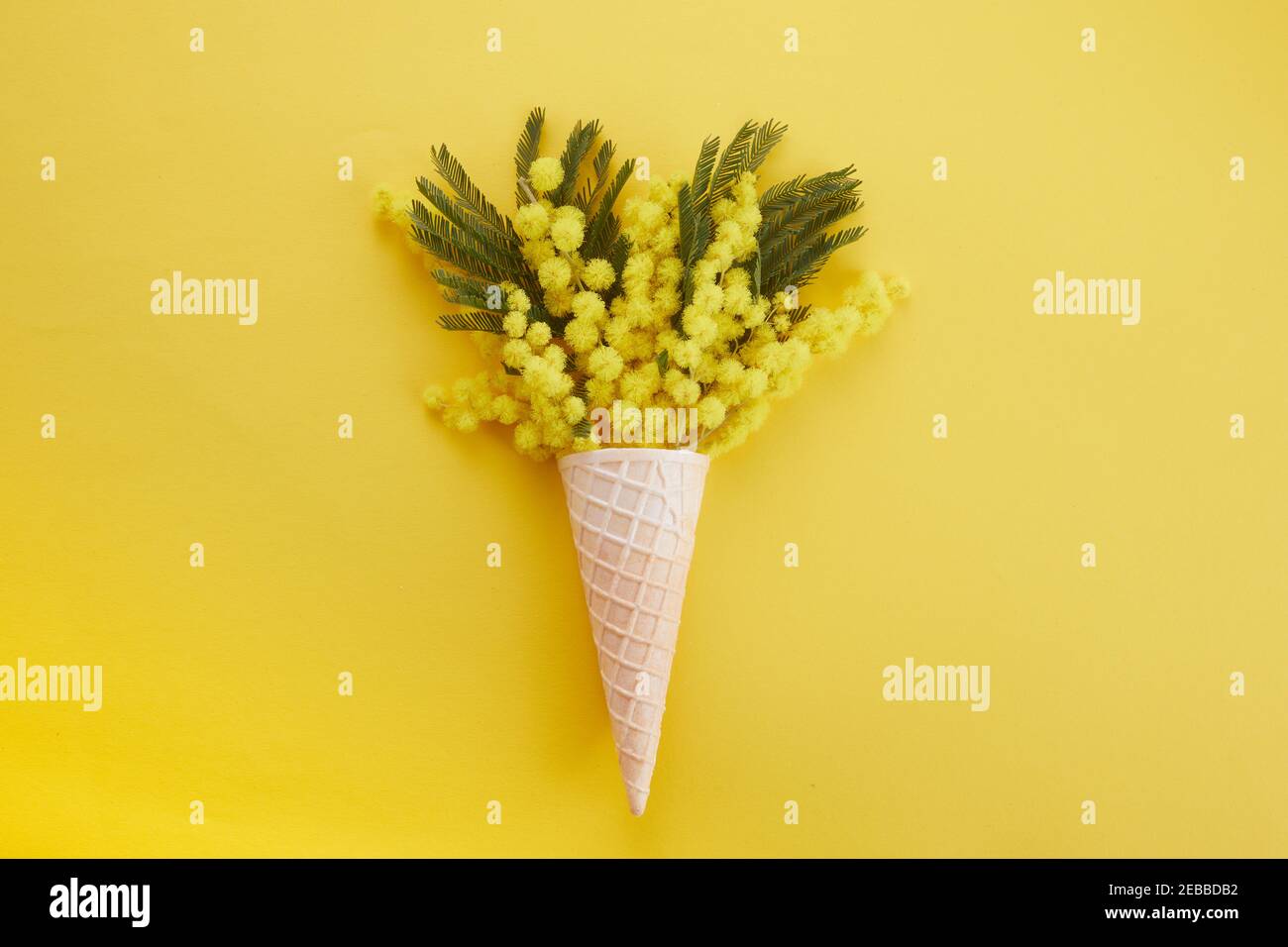 Fleur de mimosa jaune en cône gaufré sur fond jaune. Flat lay, vue de dessus Banque D'Images