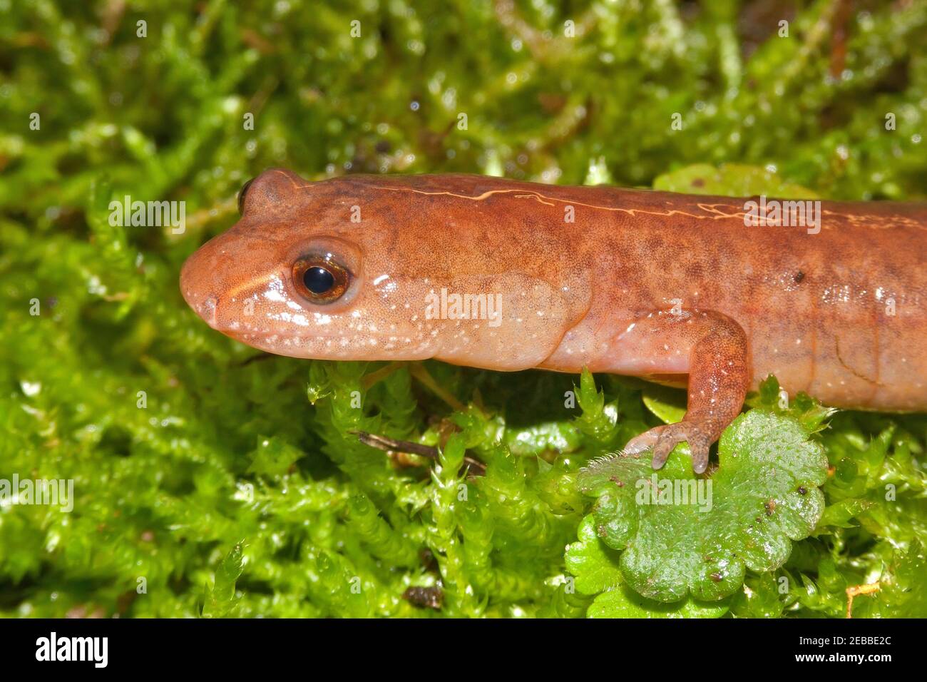Gros plan d'une salamandre printanière sur la mousse verte Banque D'Images