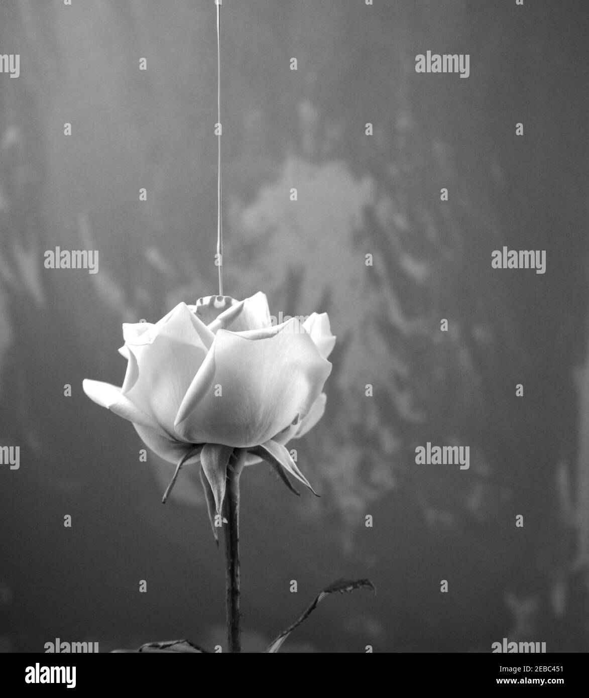 Photographie de style vintage en noir et blanc. Couleur fluide acrylique versé sur la rose. Tête sur, vue latérale d'une fleur simple avec des œuvres d'art irrégulières Banque D'Images