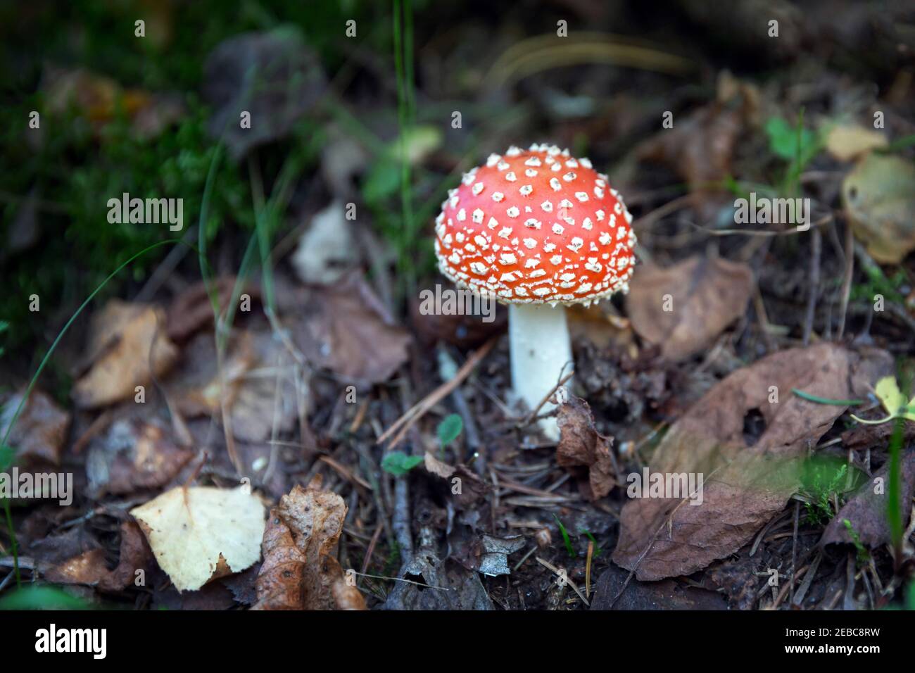 Tabouret rouge toxique dans la forêt, Amanita muscaria, champignon agarique de mouche Banque D'Images