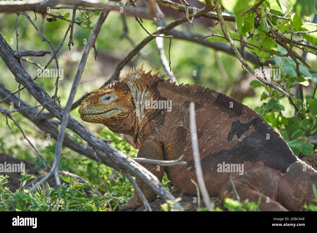 Galapagos Land iguana, Conolophus subcristatus. Dans son habitat naturel. Un lézard jaune qui ressemble à un petit dragon ou un dinosaure. Îles Galapagos, ce Banque D'Images