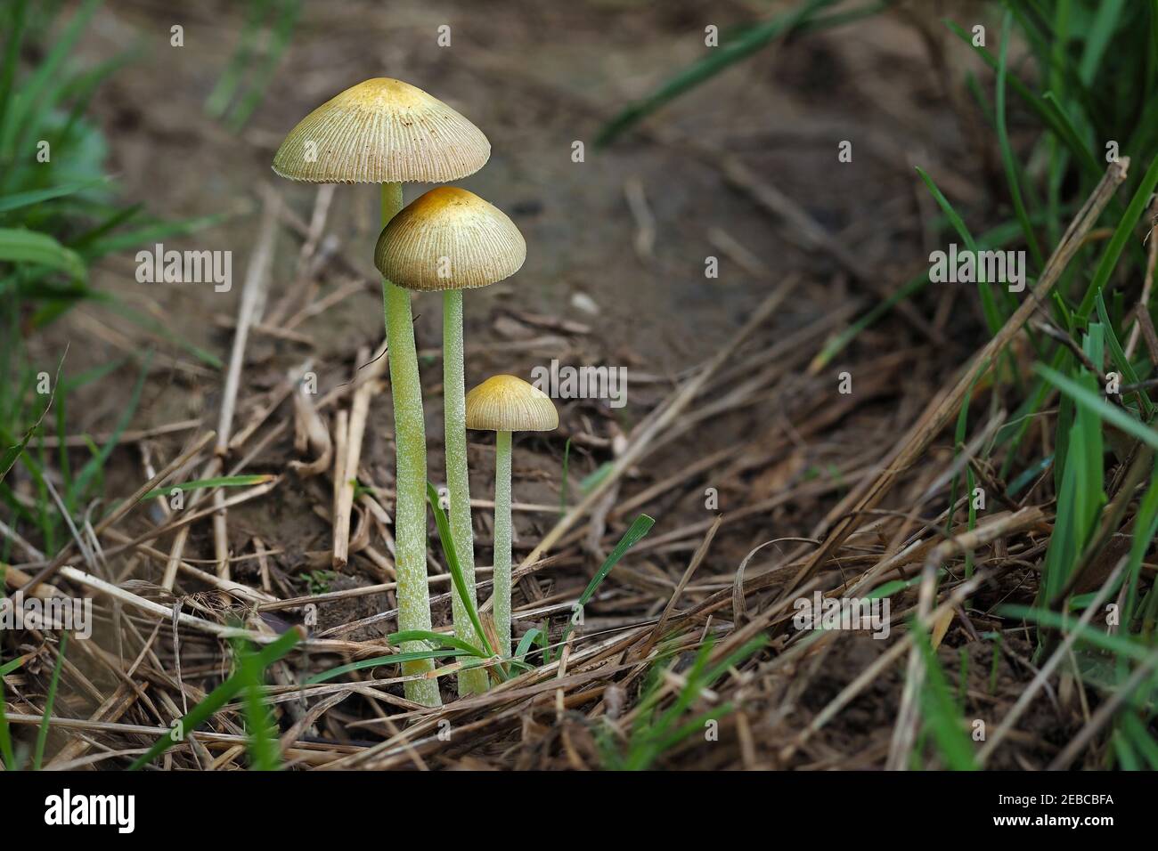 Bolbitius titubans est une espèce répandue de champignons non comestibles en Amérique et en Europe. , une photo enrarante Banque D'Images