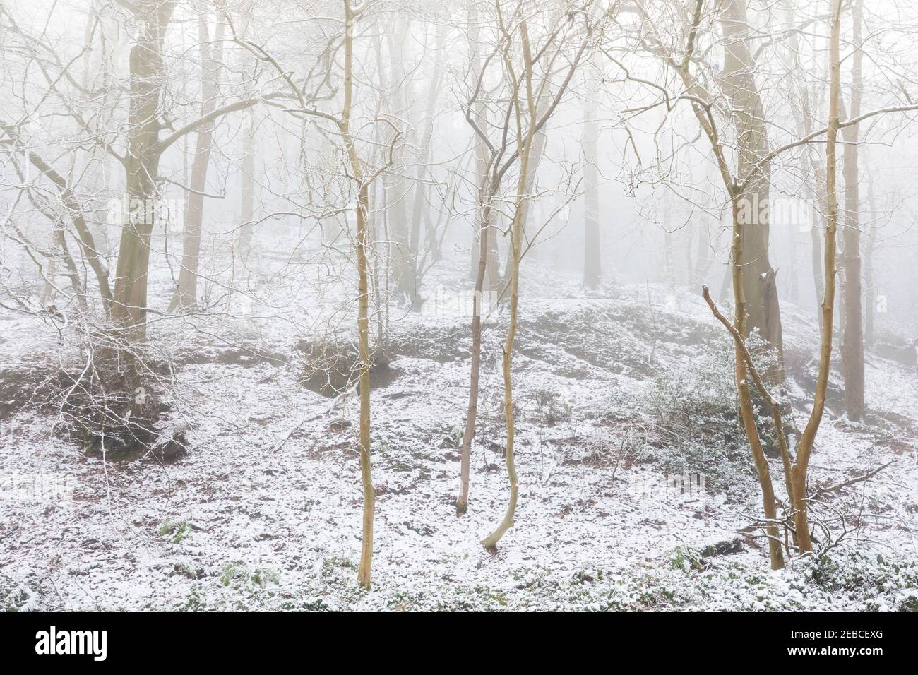 Arbres en brume hivernale, Llanfoist, pays de Galles, Royaume-Uni Banque D'Images