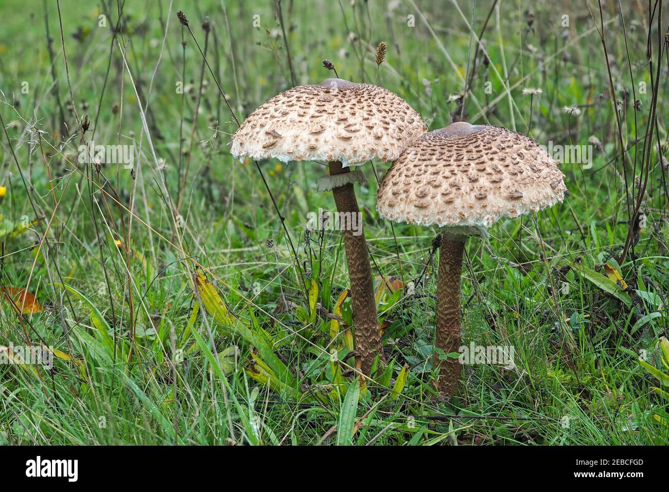 Macrolepiota procera, le champignon parasol, est un champignon basidiomycète dont le grand fructifier proéminent ressemble à un parasol. , un phot intrépirant Banque D'Images