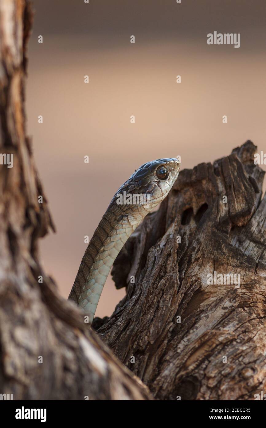 Boomslang, Dispholidus typus, femelle, sur le tronc du mopane, Colospermum mopane, district de Shingwedzi, parc national Kruger, Afrique du Sud Banque D'Images