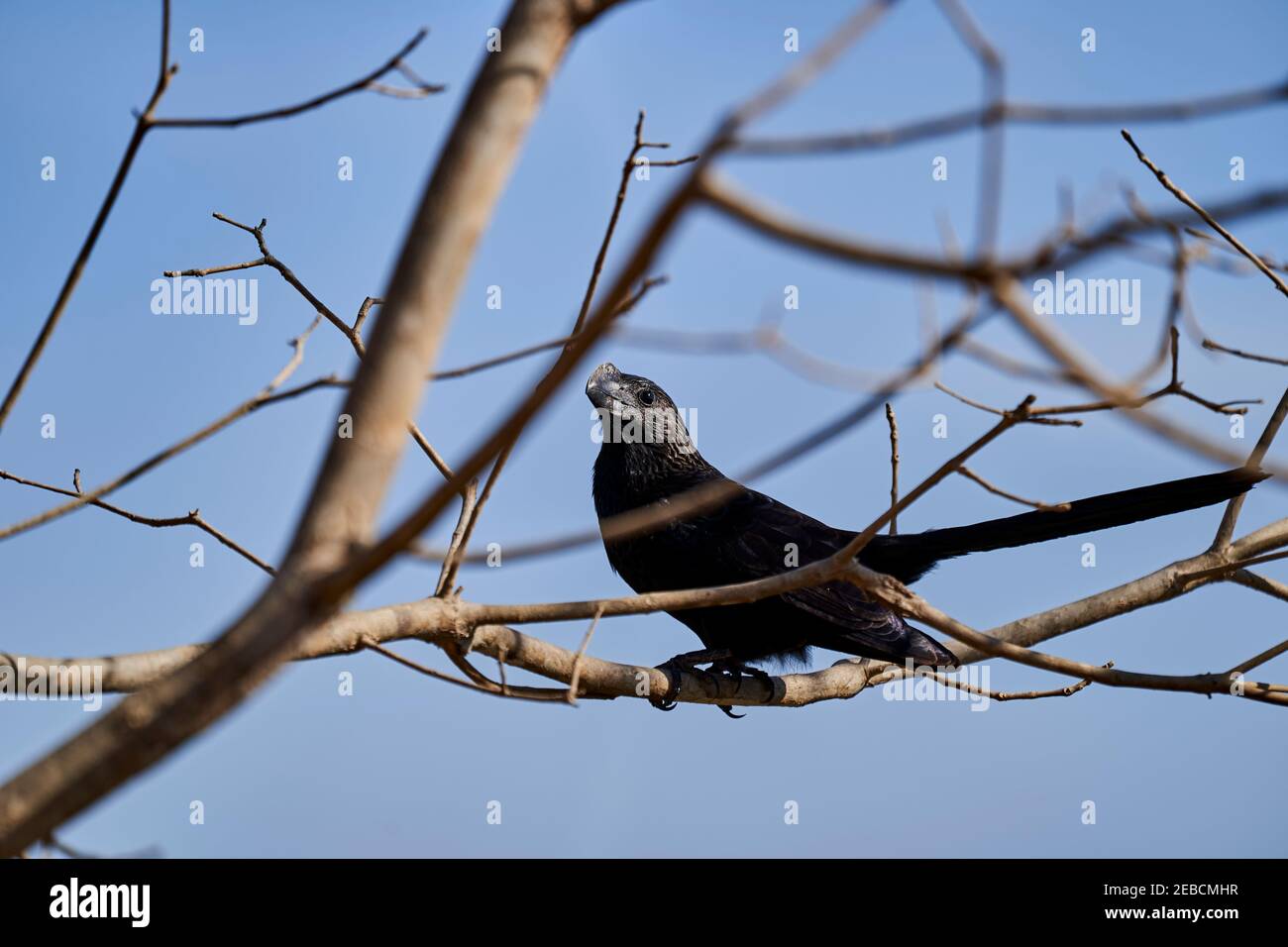 L'ani à bec lisse, Crotophaga ani est un grand oiseau de passereau près de la famille des couckoo, assis sur une branche d'un arbre tropical dans les marécages de la p Banque D'Images