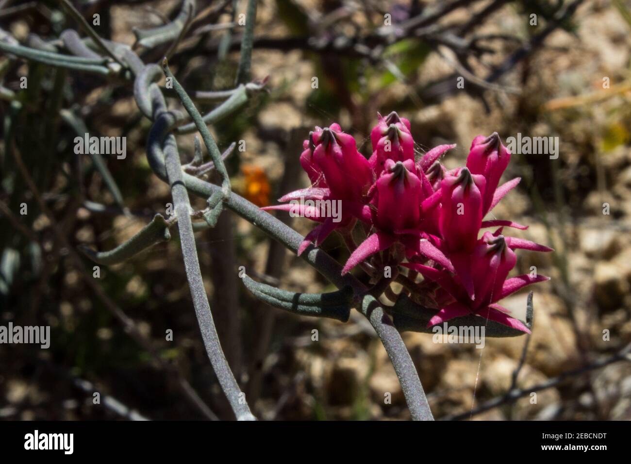 Les fleurs roses du Creeper de cire, Microloma sagittatum, dans le parc national de Namaqua, Afrique du Sud Banque D'Images