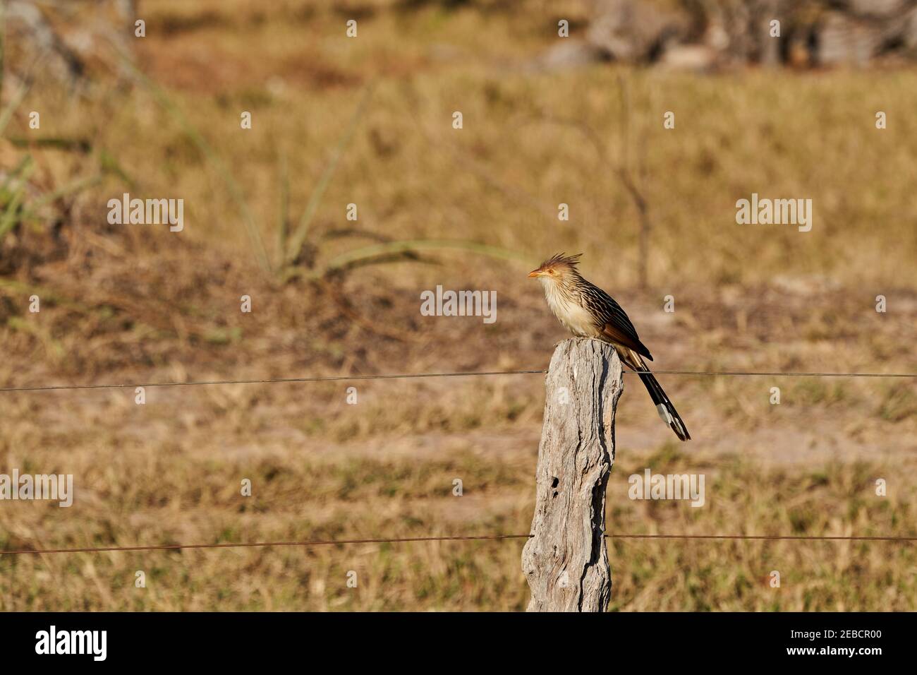 guira cuckoo, Guira guira, est un oiseau de taille moyenne, à l'aspect effroné, que l'on peut trouver au Brésil, en Uruguay, au Paraguay, en Bolivie et en Argentine. Assis Banque D'Images