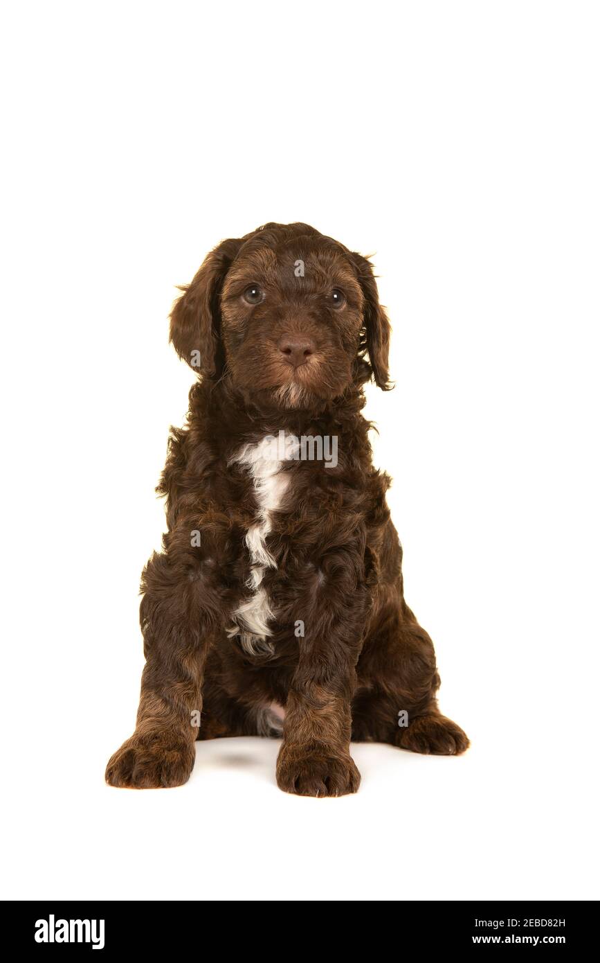 Mignon brun labradoodle chiot assis isolé sur un fond blanc regarder la caméra Banque D'Images
