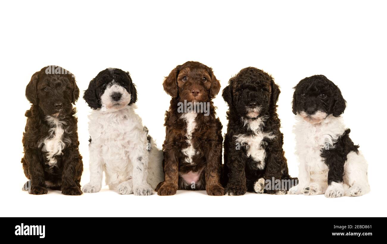 Cinq petits chiens de labradoodle s'asseyant ensemble en regardant le caméra isolée sur fond blanc Banque D'Images