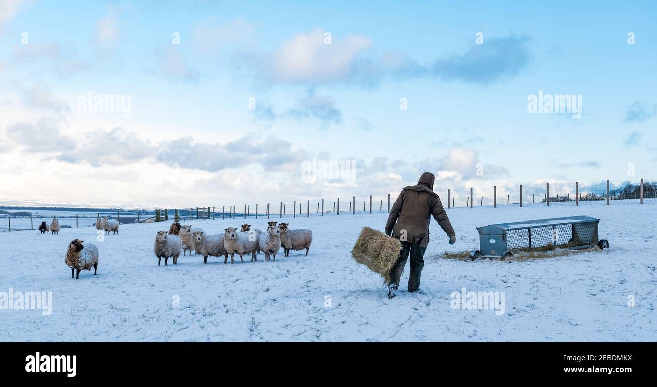 Fermier avec du foin pour les brebis enceintes Shetland pur dans la neige d'hiver, Lothian est, Écosse, Royaume-Uni Banque D'Images