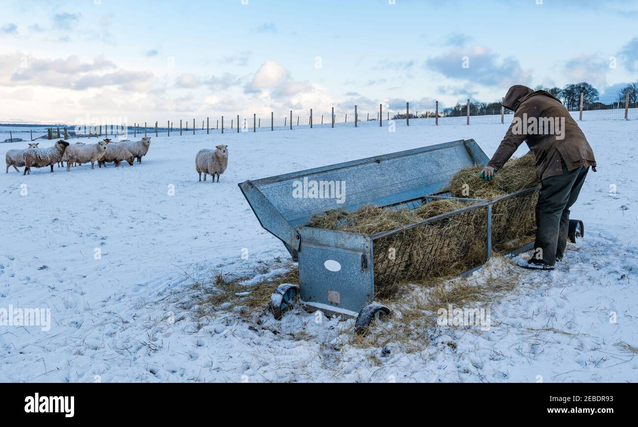 Fermier avec du foin pour les brebis enceintes Shetland pur dans la neige d'hiver, Lothian est, Écosse, Royaume-Uni Banque D'Images